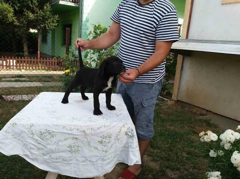 Cane-Corso-izložbenog-potencijala-
