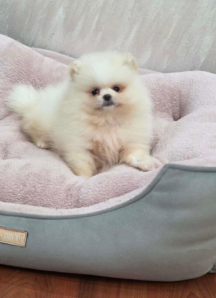 Teddy-bear-pomeranci--dve-sestre
