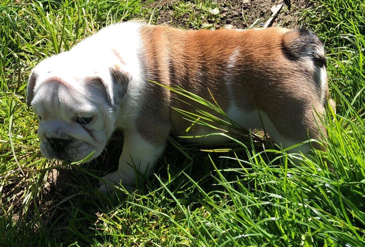 Beautiful-English-Bulldog-puppies-Ready