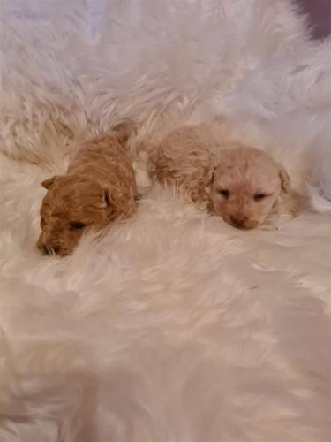 Maltipoo štenci