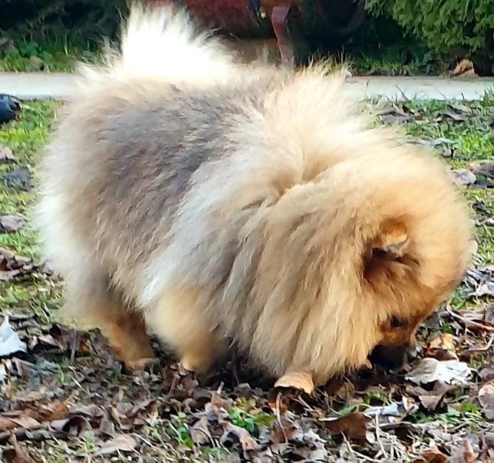 Vrhunsko-stene-pomeranca-
