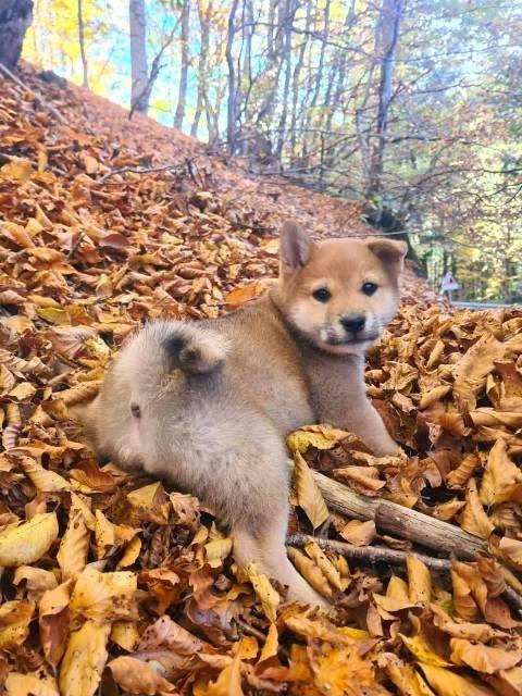 TOP-Shiba-Inu-štenci-