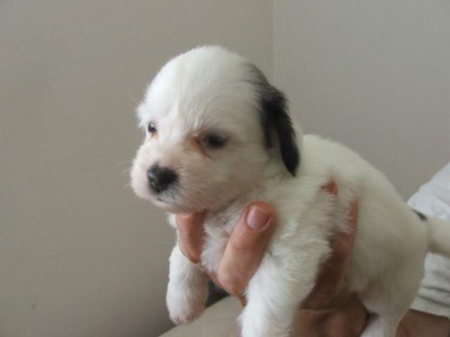 Coton-de-tulear