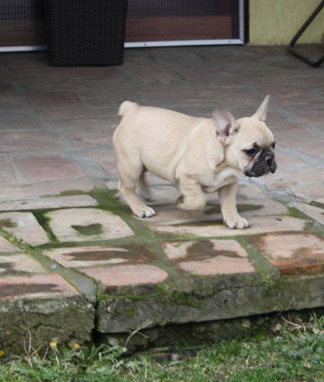 Francuski-buldog-štenci