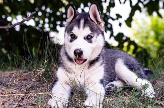 Sibirski haski i samojed stenci na prodaju 
