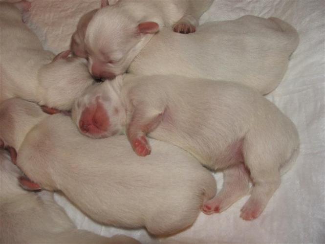 Coton de Tulear-štenci