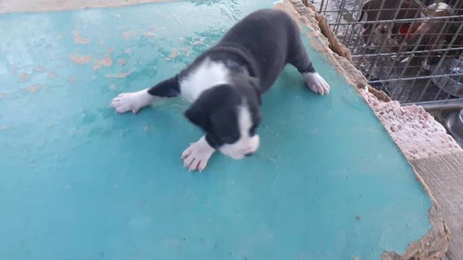 Pitbull štenci