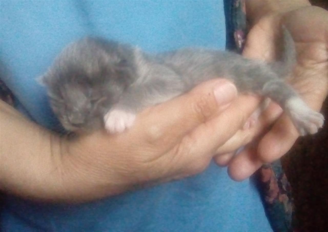 Maine-coon-mace-persijske-i-turska-angora