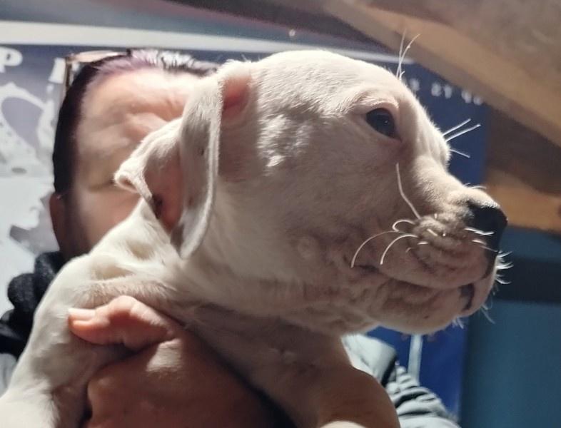 Dogo-Argentino-štenci