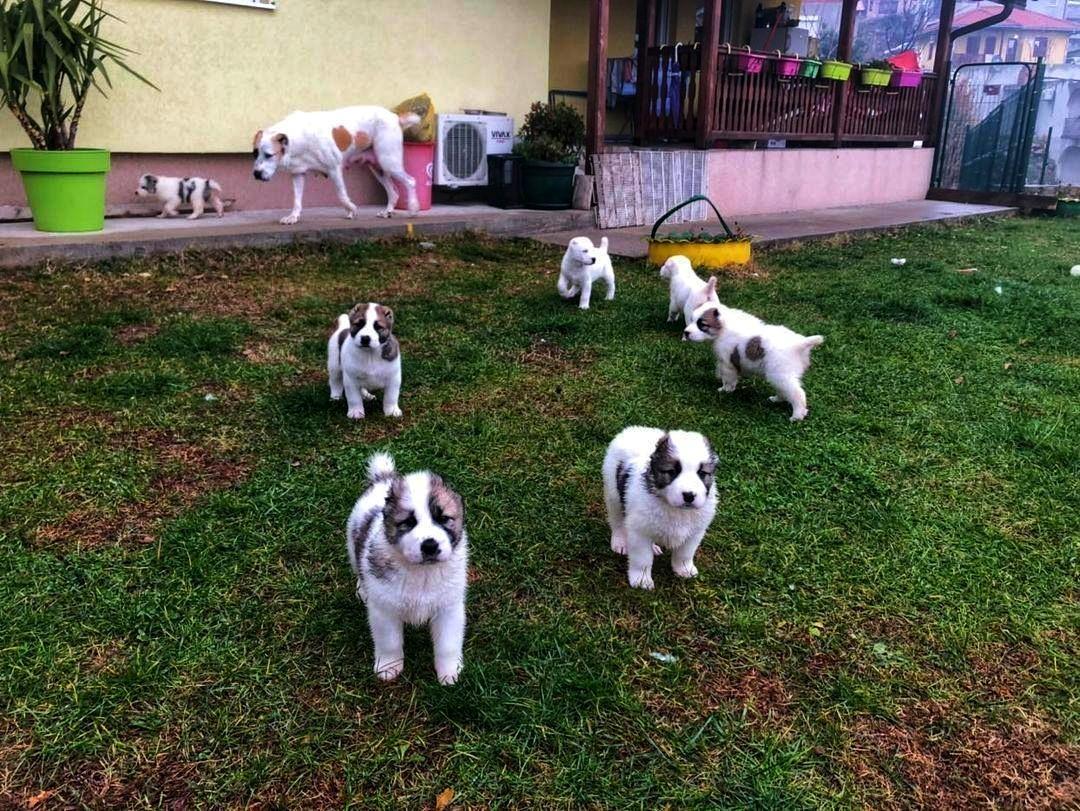 Štenad-na-prodaju-