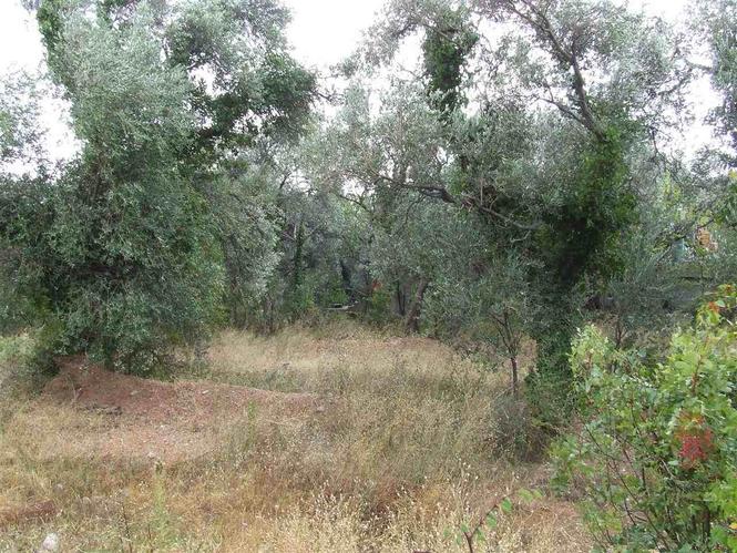 Urbanizovan plac  povrsine 655 m2
