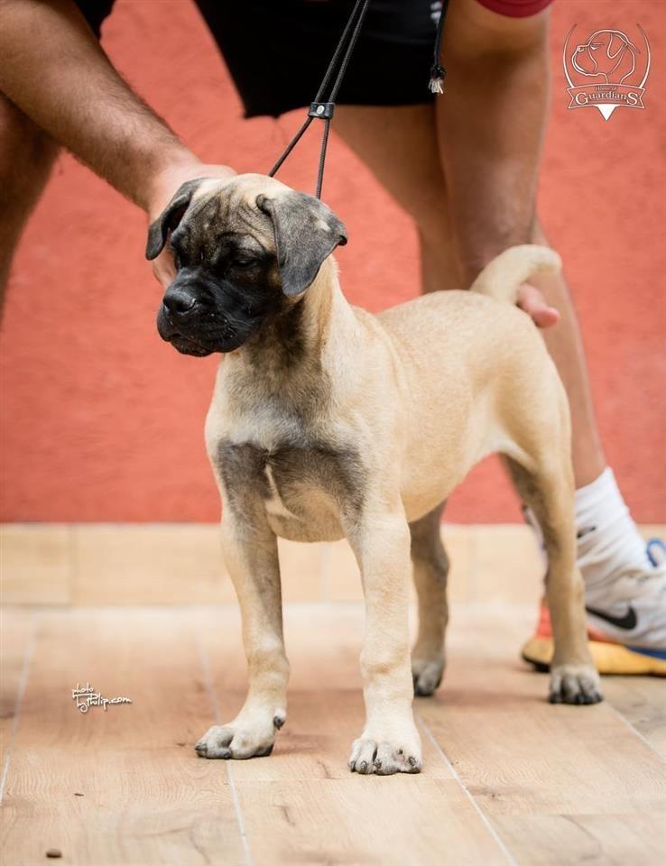 Zenska-stenad-Bullmastiff-a