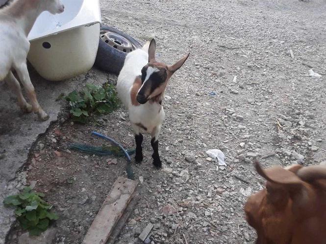 Prodaja koza
