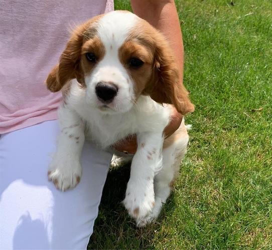 Kralj kavalira Charles Puppies. Imali su najbolji 