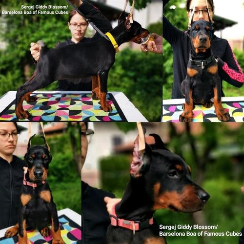 Dobermann  štenad vrhunskih krvnih linija 