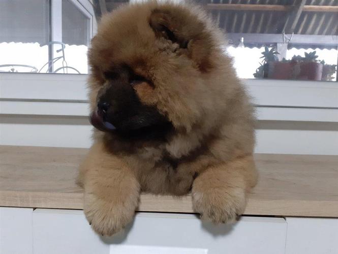 Čau Čau Chow Chow štenci