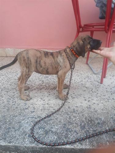 Presa Canario stenci