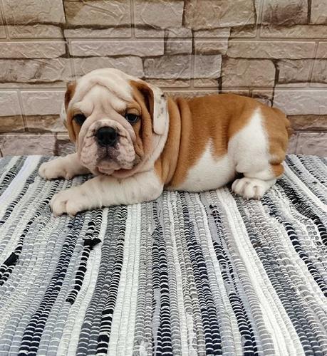 Engleski bulldog