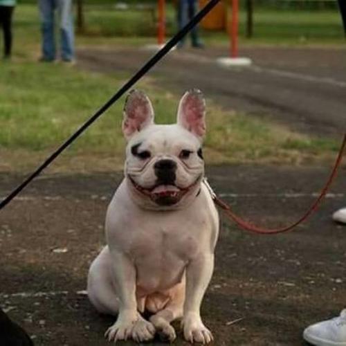 Francuski buldog