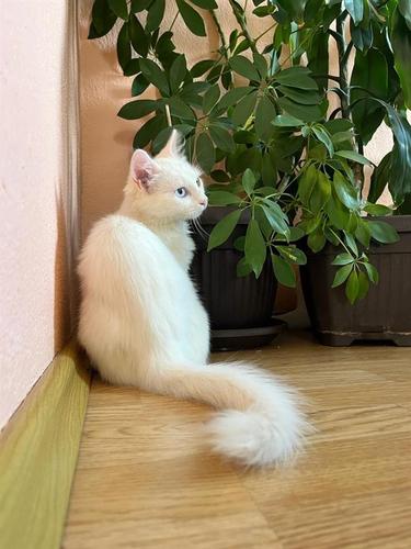 Albino mačići 