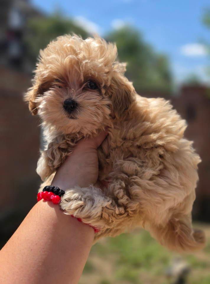 Maltipoo-bebe
