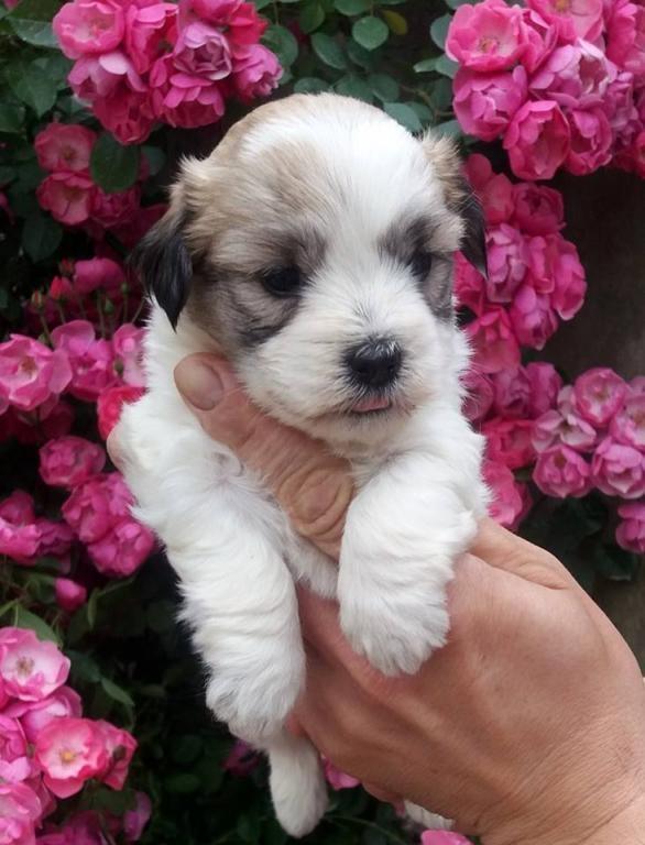 Coton-de-Tulear-Tulearski-pas