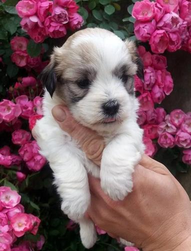 Coton de Tulear-Tulearski pas