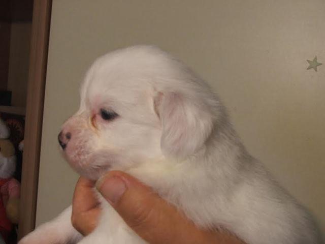 Coton-de-tulear