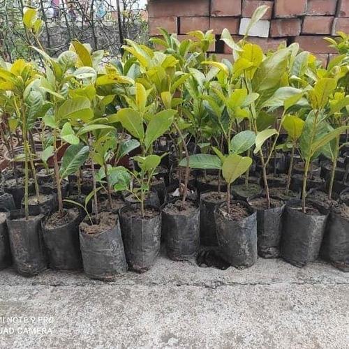 Sadnice lovor visnja(prunus) visine 50cm