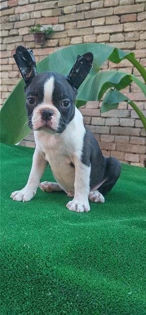 Boston-terrier