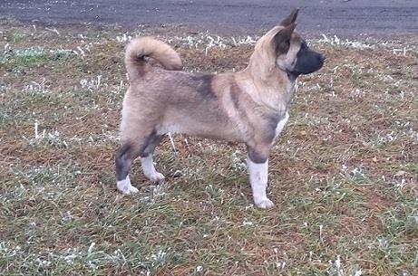 Americka akita, zensko stene