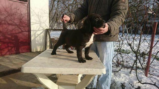 CANE CORSO štenci - POVOLJNO