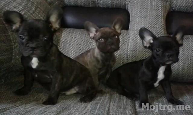 Francuski buldog štenci