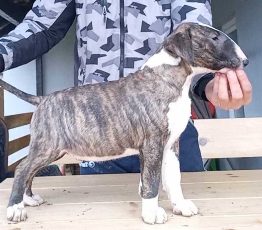 Bul-Terijer