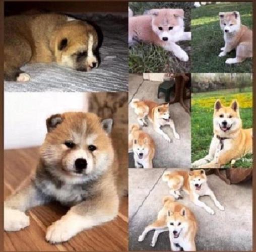 Akita inu