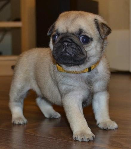 Dostupne su lepe "Mops" štene