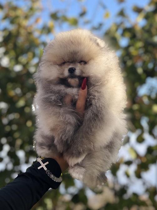Pomeranci--Pomeranian