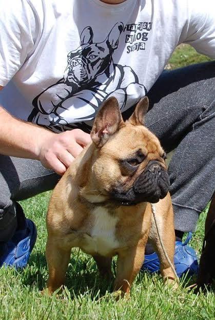 Francuski-buldog-Od-Kuce-Don-