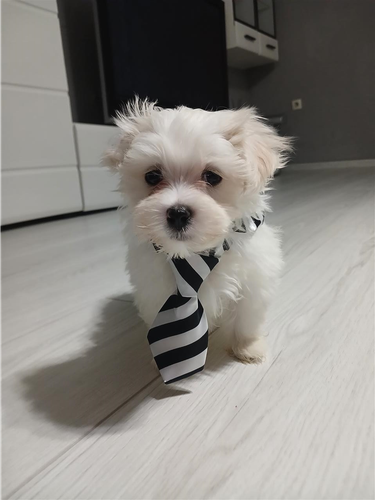 Prodajem stene mini maltezera