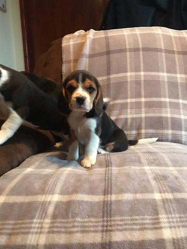 Dostupni štenad Beagle