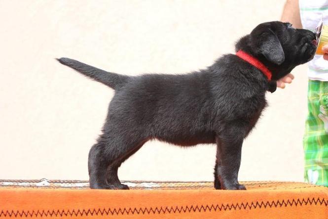 LABRADOR RETRIVER - stenad izuzetnog kvaliteta