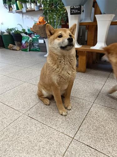 Šiba inu štenci 