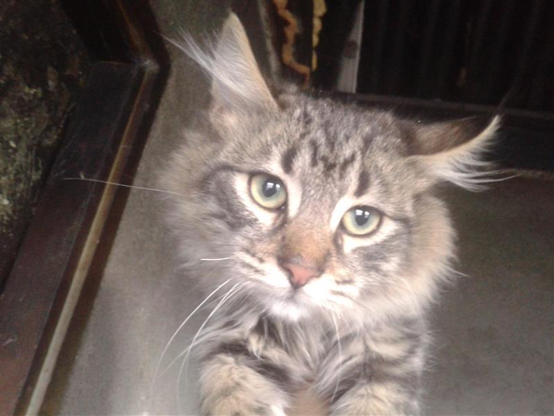 Maine-coon-macici
