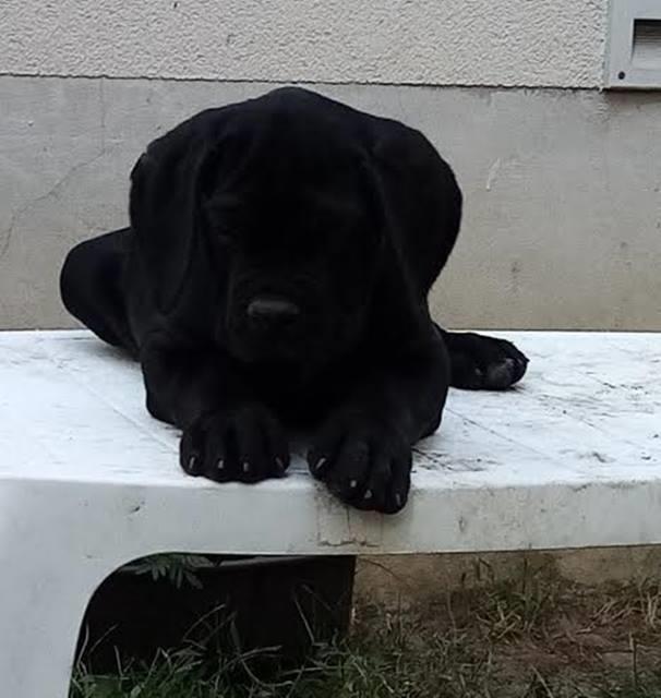 Cane-Corso