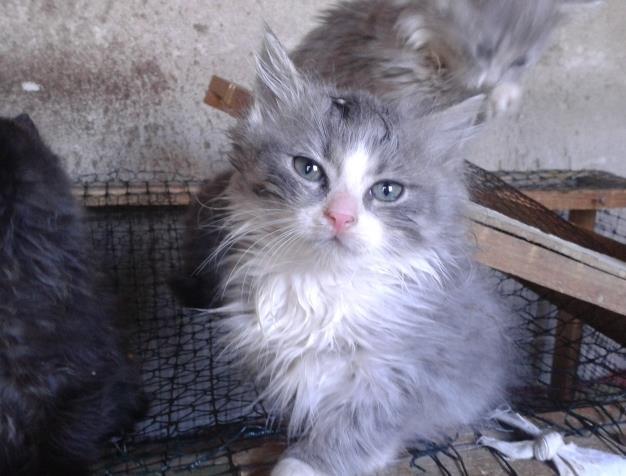 Macice maine coon