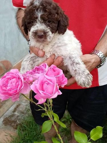 Lagotto Romagnolo stenci 