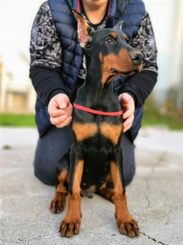 DOBERMAN PRVOBIRANO MUŠKO ŠTENE 