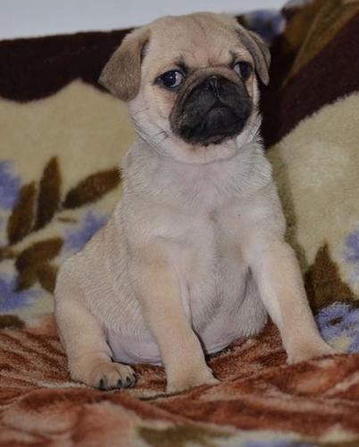 Mops štenci