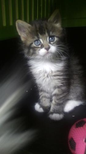 Maine coon macici