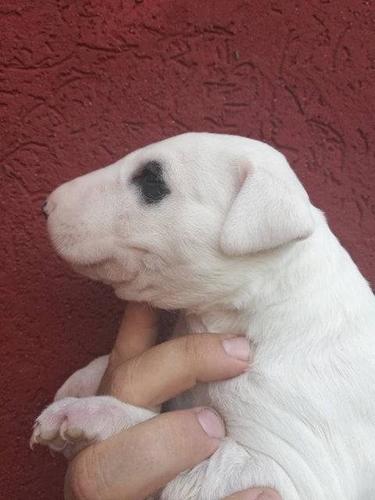 BULL TERRIER stenci sampionskog porekla